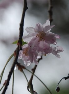 Cherry tree blossoms and stems soaked in rain (c) Sarah Elizabeth Malinak