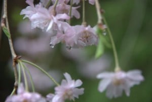 Cherry tree blossoms dripping water (c) Sarah Elizabeth Malinak