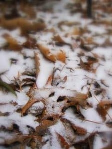 brown leaves in snow bokeh