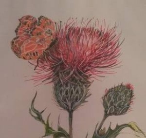 "Butterfly & Thistle" copyright © 1998 Sarah Smith Bailey, all rights reserved.