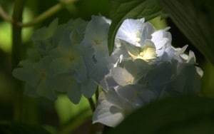Hydrangea in shadow (c) Sarah Elizabeth Malinak