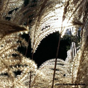 Pompas grass Instagram Heart Shape almost in center Lit from behind