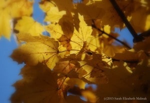 Yellow leaves Bokeh effect Tender in center