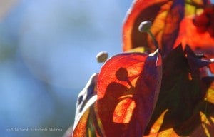 dogwood berry shadowed on leaf 2014
