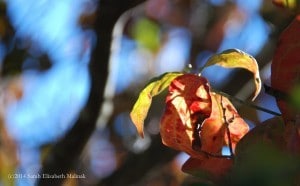 dogwood leaves 2014