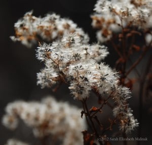 fuzzy weed in autumn off white, rust, gray colors