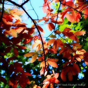 salmon colored leaves a bit of sky