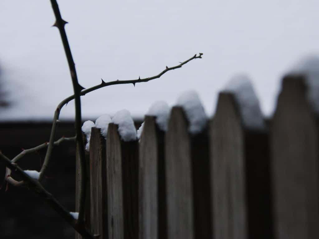 fence & thorns