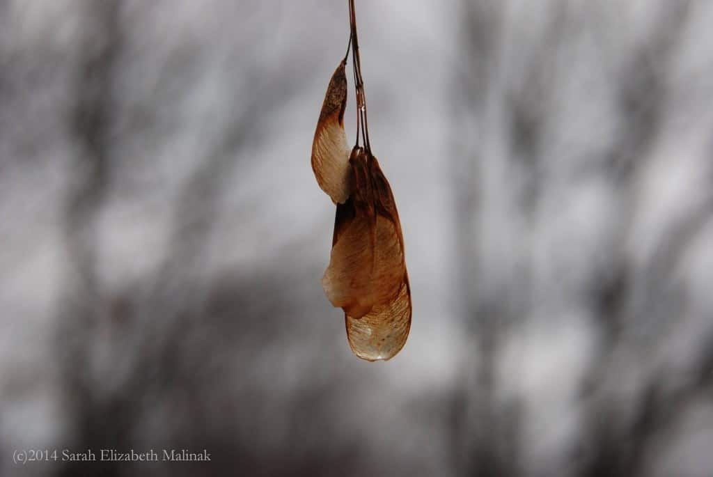 (c) wet leaves bokeh Brownsburg-Chatham_2014