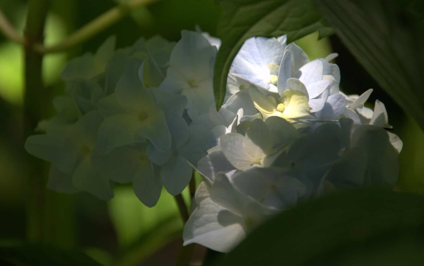 Blue & Ivory young hygrangea hidden in leaves lit by sun