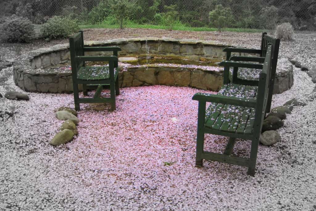 empty chairs in garden everything covered in pink cherry blossoms