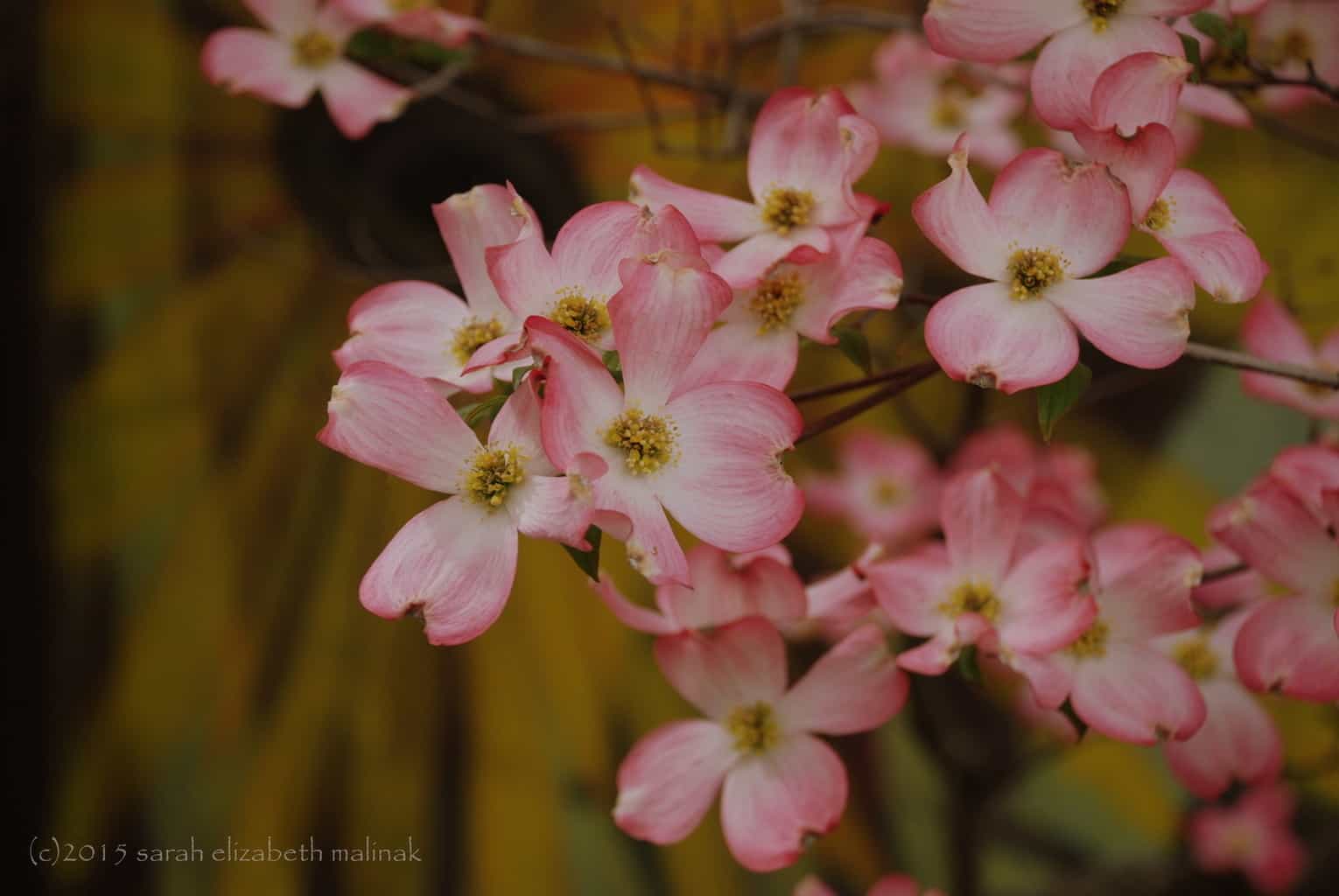 2-cluster of pink dogwoods in front of painted wall Weaverville