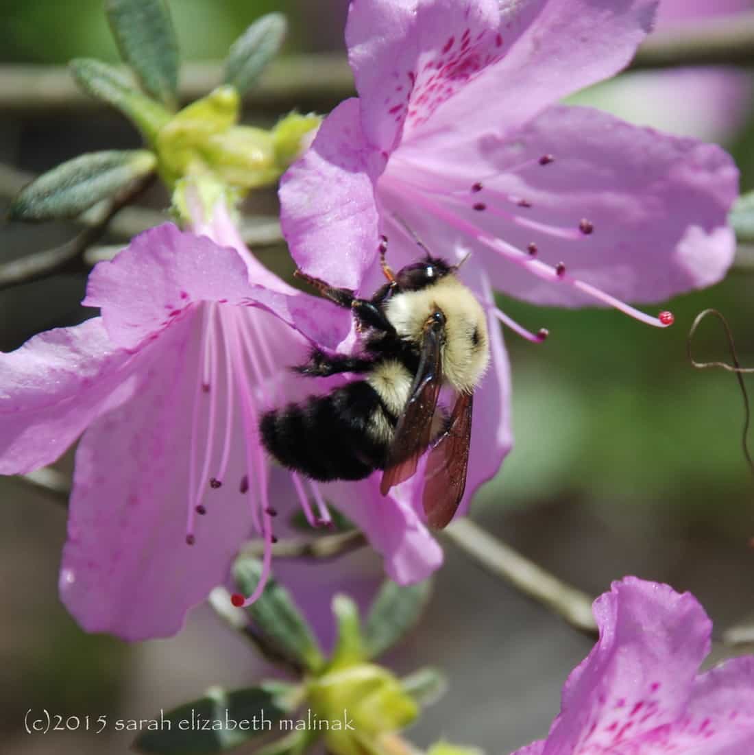 3-bee on purple rhododendron flower