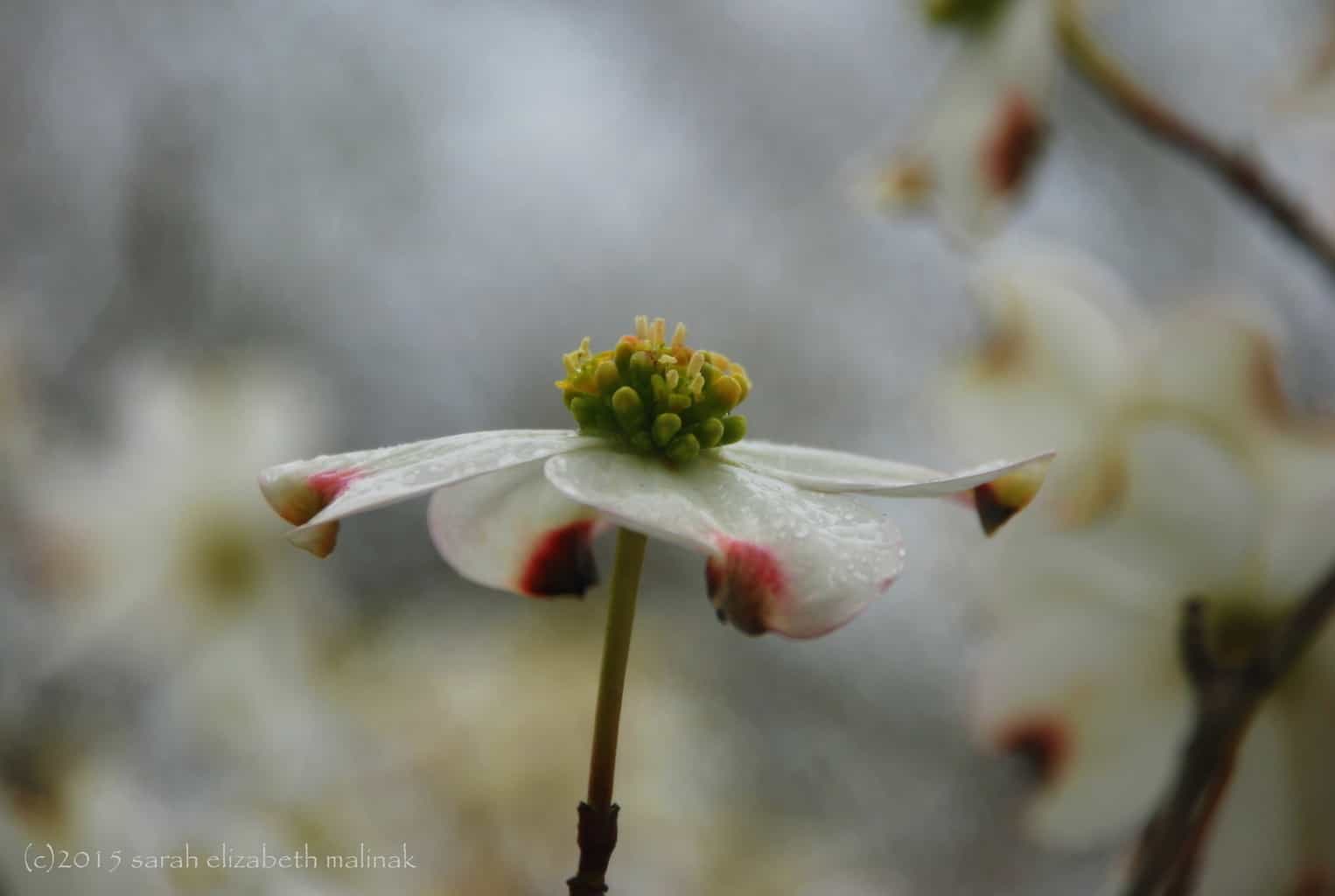 4-spinning dogwood