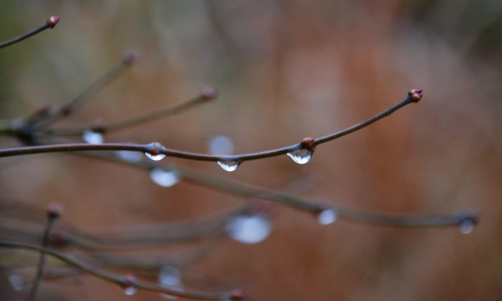 water drops on branch