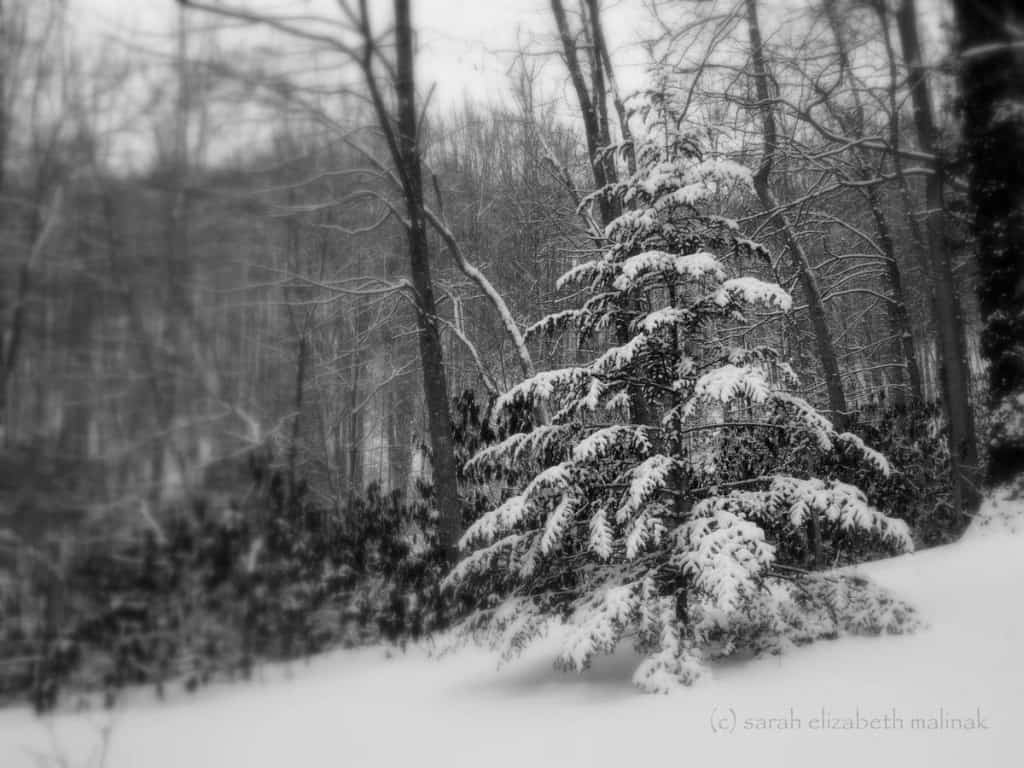 Tree in snow_b&w