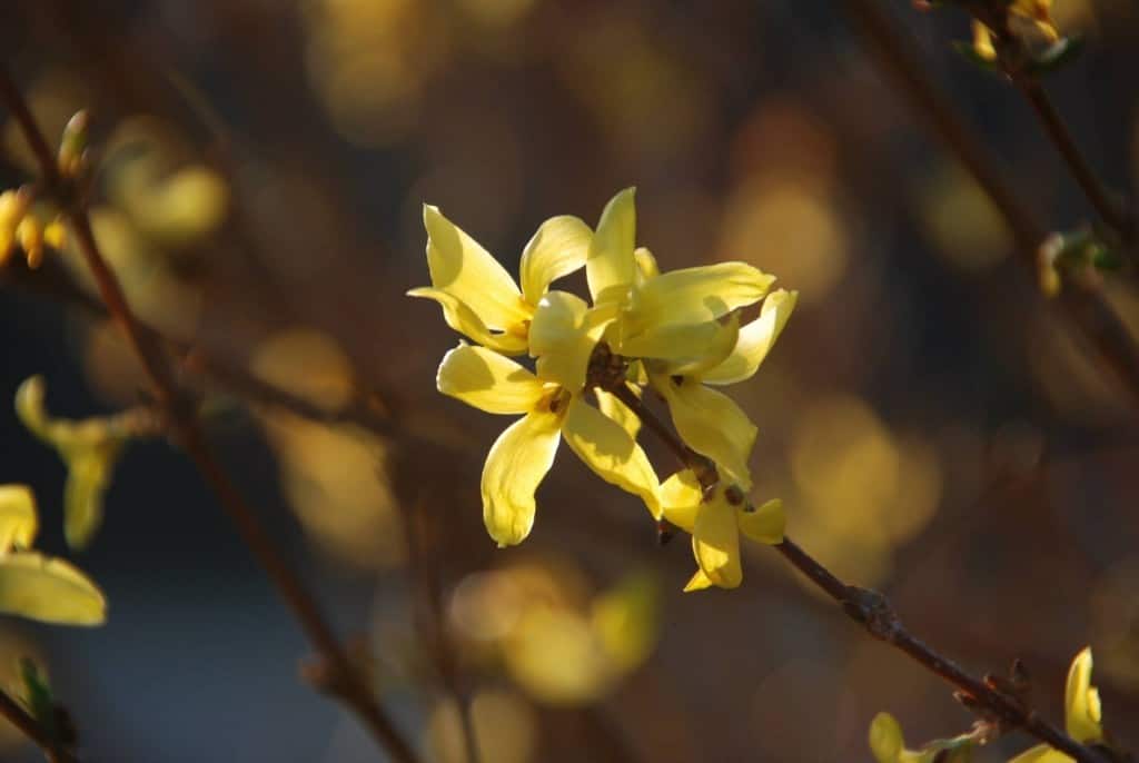 Bokeh yellow flowers on bush blooms first in spring