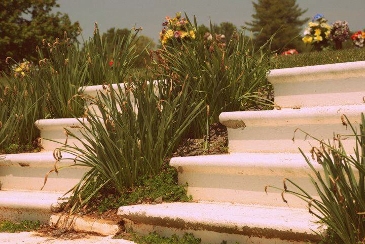 cemetary steps_pair of steps_aged daffodils