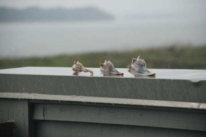 3-shells-on-railing-in-rain