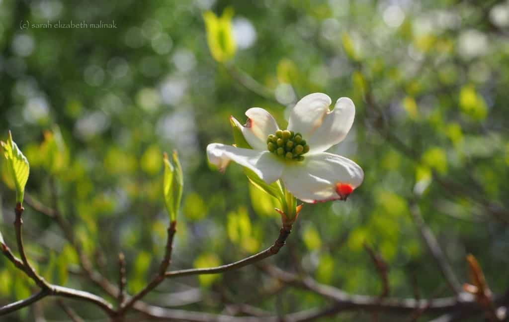 dogwood-flower