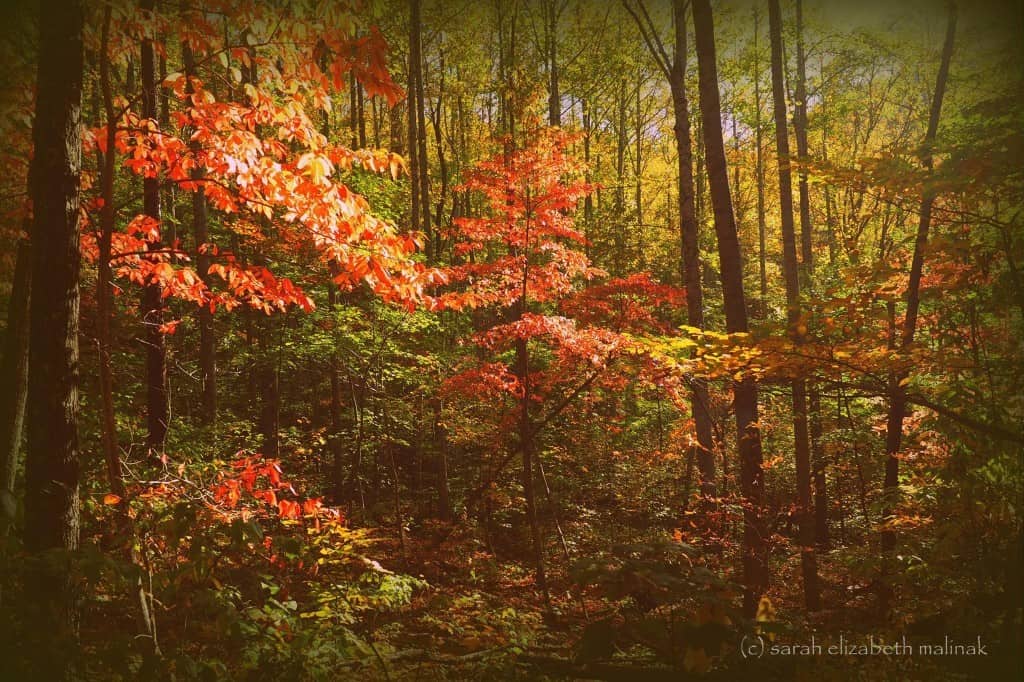 fall-colors_ethereal
