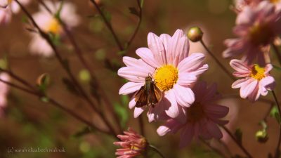 nostalgic pink flower and bug for 1970 set mini-memoir