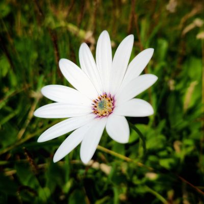 Large daisy-like flower except the center is green, yellow, and a bright shade of pink.
