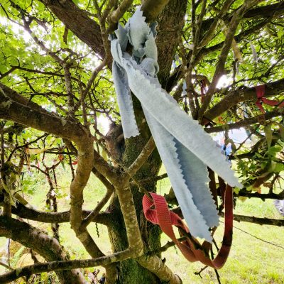 close up of the Hawthorne tree showing the bluejean ribbons the author tied there. 