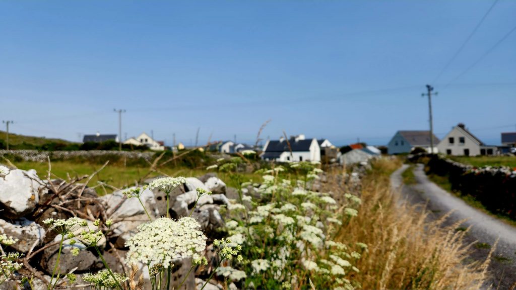 queen anne's lace in foreground with Irish island village in back ground. Pilgrimage to Ireland