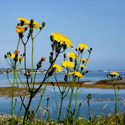 Bright yellow dandelions stand tall with sea shore and Irish village.