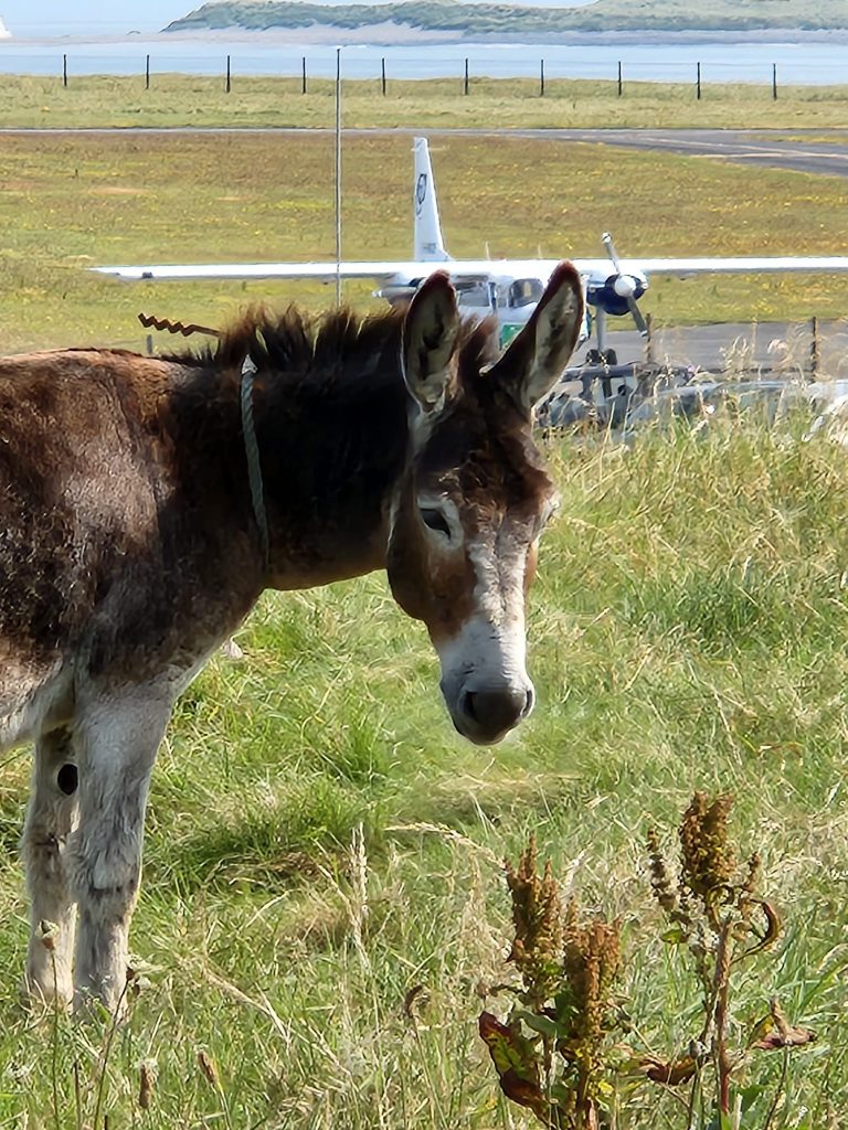 Photo of a donkey in a field with a small white plane sitting in the field beyond. 