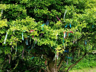 A Hawthorne tree, a short and wide tree, filled with ribbons that folks have placed there along with their prayers.