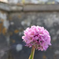 A pretty and puffy pink flower in front of a stone wall. It has a liminal feeling - like a hint of a thin place there at that wall.