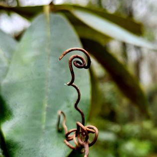 Photo of an old brown vine that has grown into a spiral. It stands in front of the big green leaf of a rhododendron. It's meant to show how spirals occur in nature.