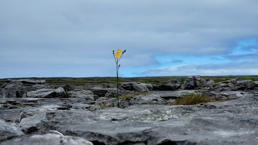 Single stock of yellow dandelions grows valiantly from a crack in a field of limestone. Cloudy and blue sky in the distance. Inishmore is an island made of limestone! 