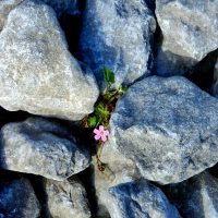 Tiny pink valiant flower bursting with life as it grows through cracks in heavy limestone.