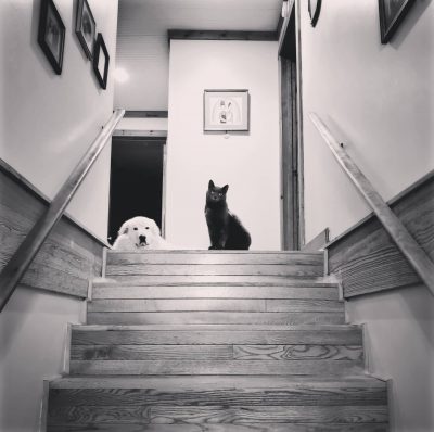 white dog and black cat at top of the stairs looking down at photographer - black and white image
